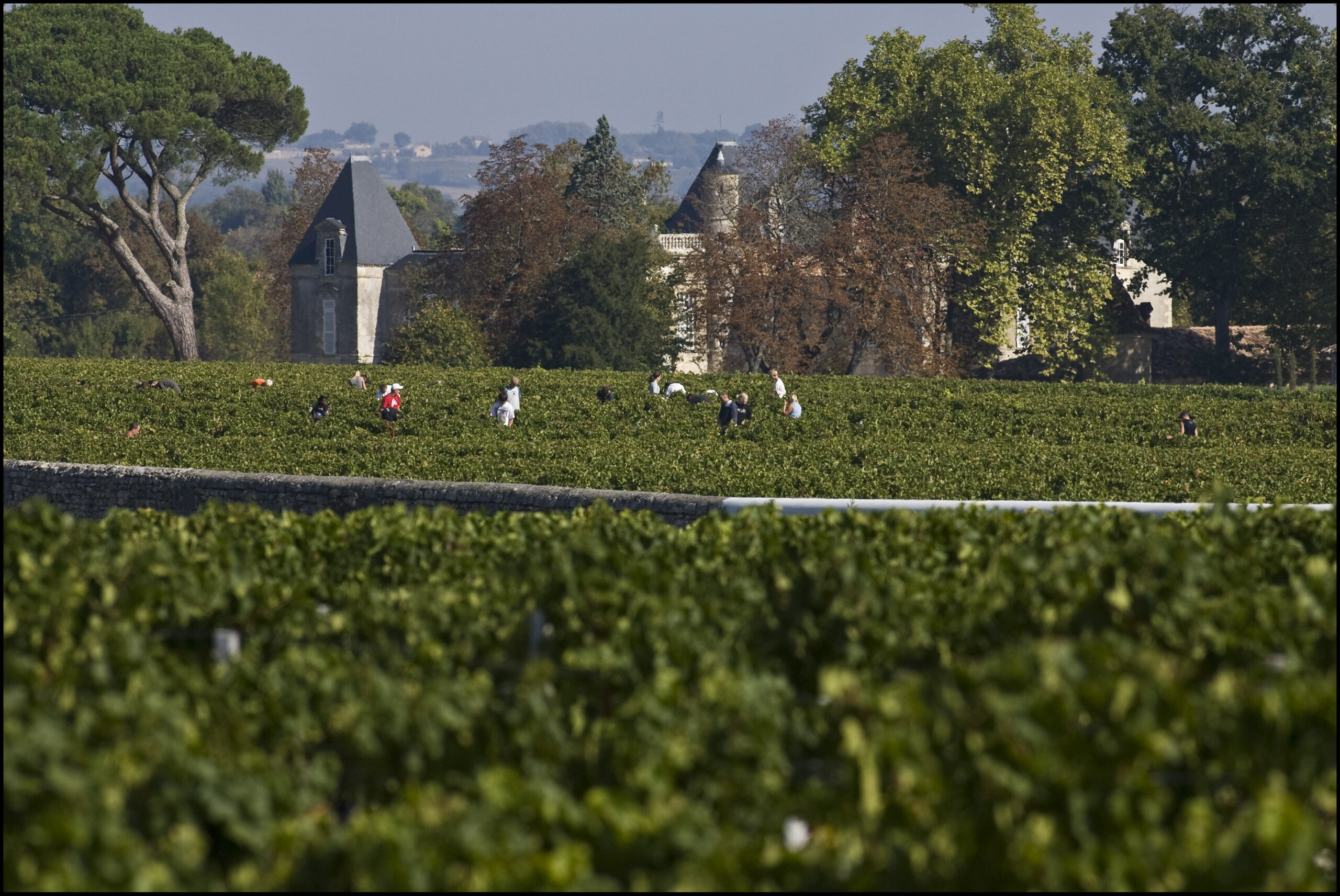 2010 Chateau d’Issan Harvest, Warm Days, Cool Nights in Margaux