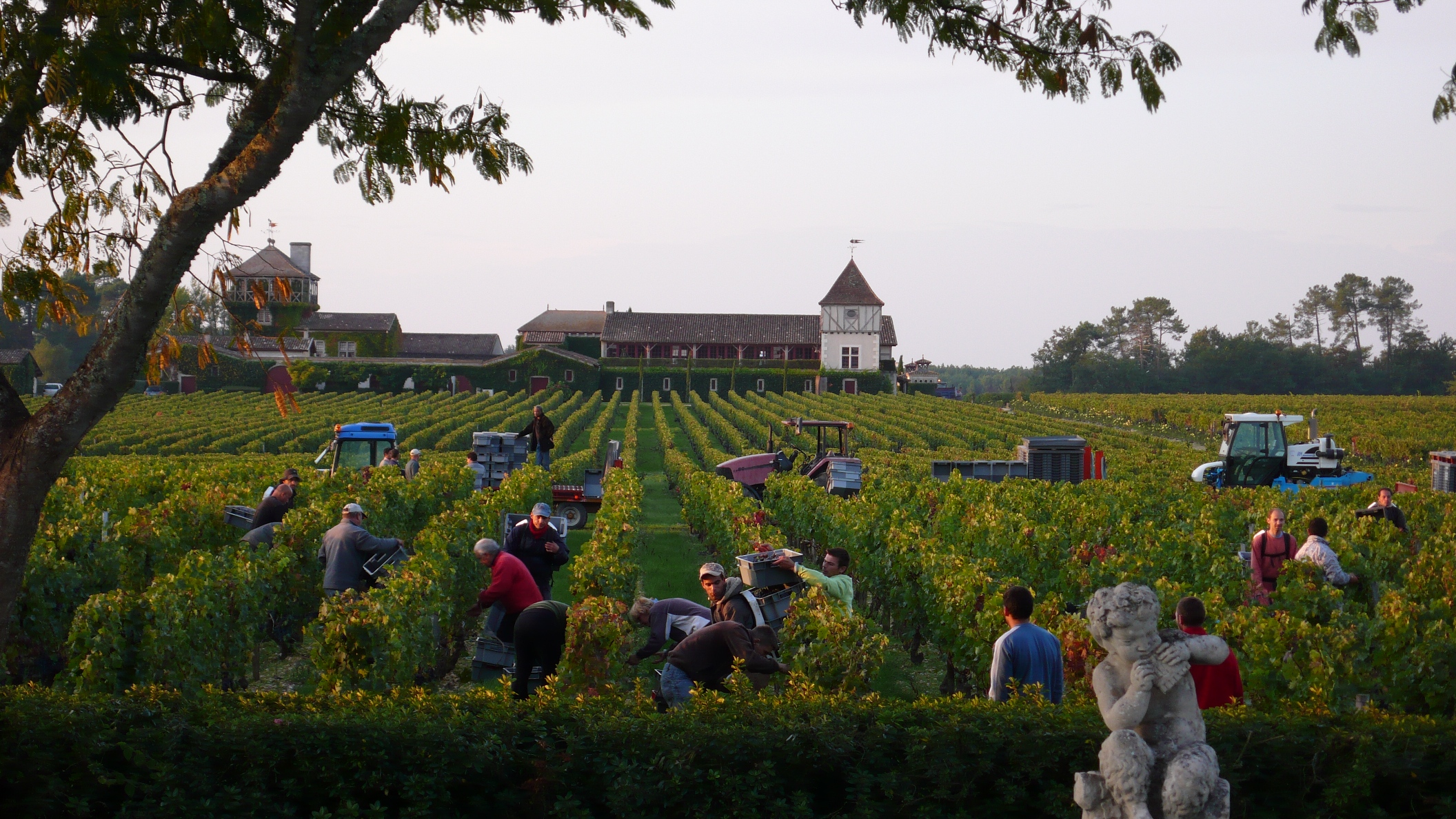 2010 Smith Haut Lafitte Harvest, Interview with David Ornon