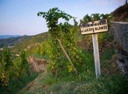 Cote Rotie Rhone Valley Guide to all the Best Wines Vintages Vineyards