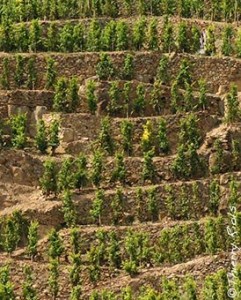 Cote Rotie Vines