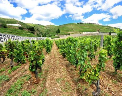 Complete Guide to the Northern Rhone, Best Wines, Wineries, Vineyards