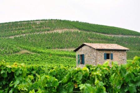 NORTHERN RHONE VINEYARDS