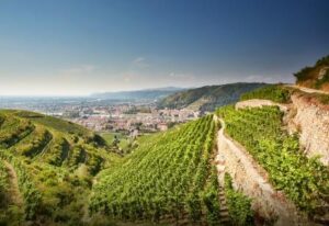 Northern Rhone