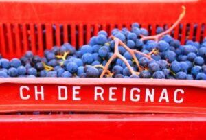 REIGNAC 2011 Grapes