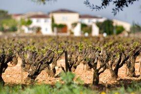 Chateau Beaucastel Chateauneuf du Pape, Rhone Wine, Complete Guide