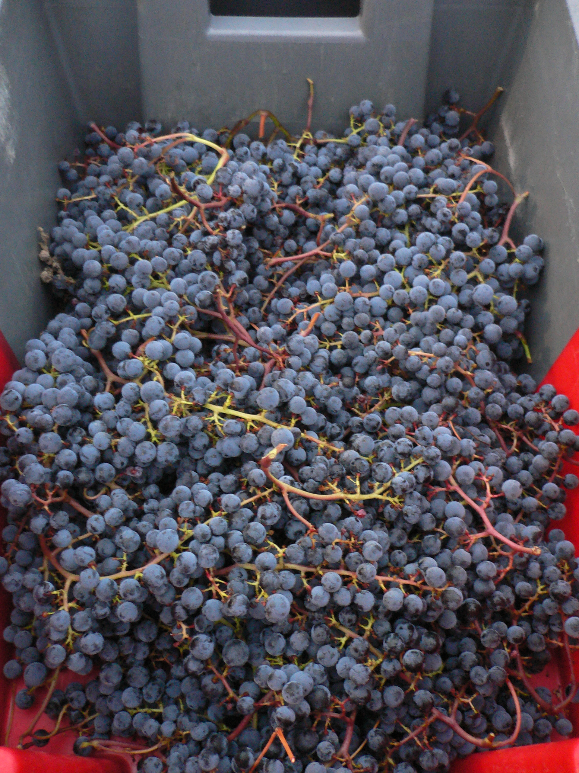 2010 Bordeaux Value Wine Satellite Appellation Tasting Notes Scores