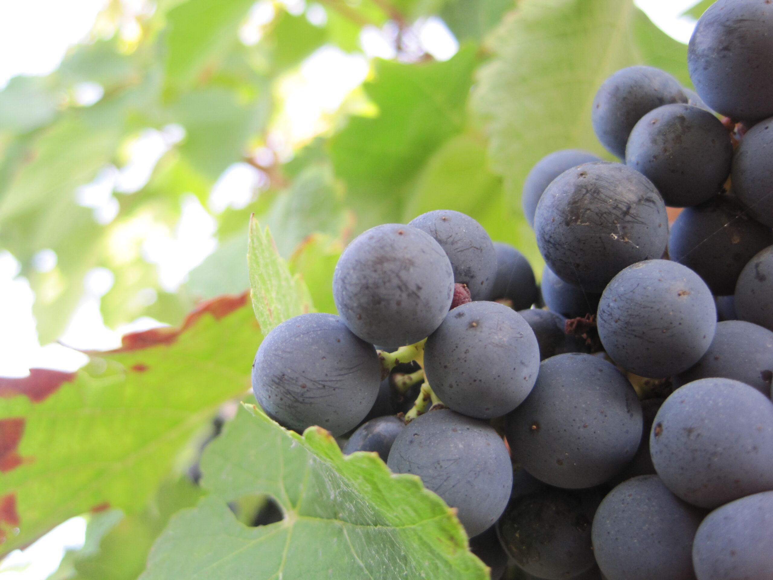 Merlot Wine Grapes, Flavor, Character, History, Wine Food Pairing Tips