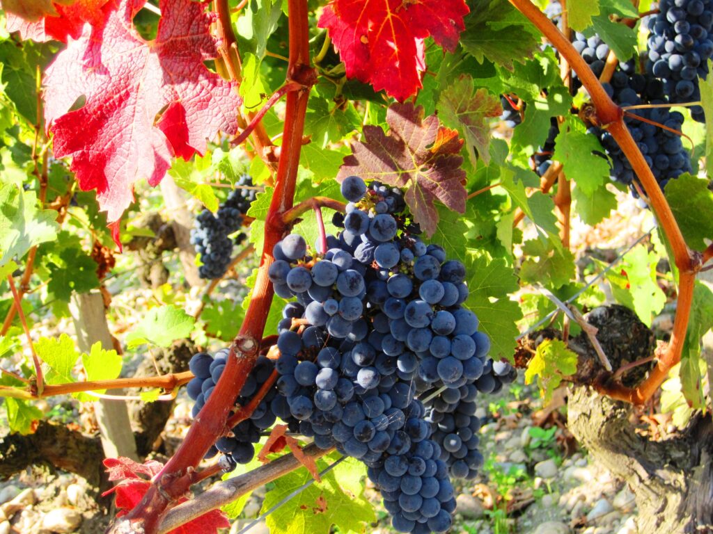 Bordeaux Wine Grapes The Wine Cellar Insider