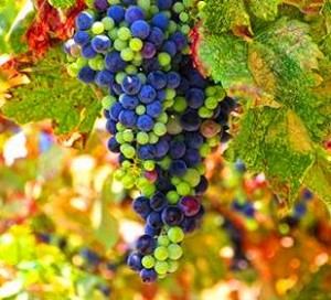 Bordeaux grapes hanging on the vine