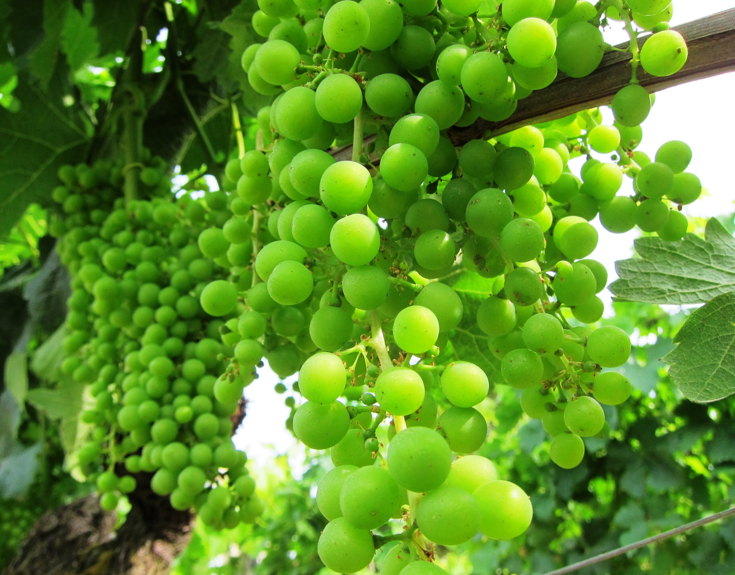 2011 Bordeaux Blanc Harvest is taking place at a slow pace.