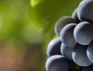 Cabernet Franc Grapes vineyard