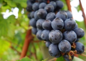 Cabernet Sauvignon Grapes on vine