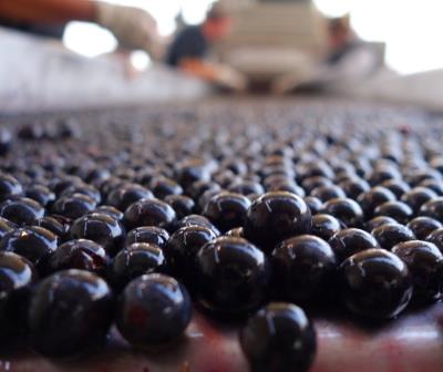 Cabernet Sauvignon Grapes sorting on belt