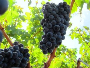 Cabernet Sauvignon Grapes