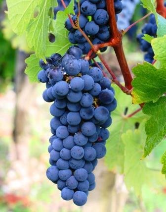 Carmenere Wine Grapes