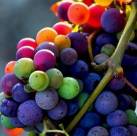 Wine Grapes, Flavor, Character, History, Food Pairings, Complete Guide