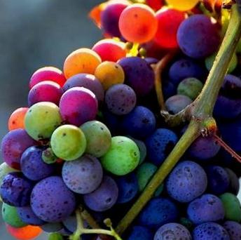 Grapes colors