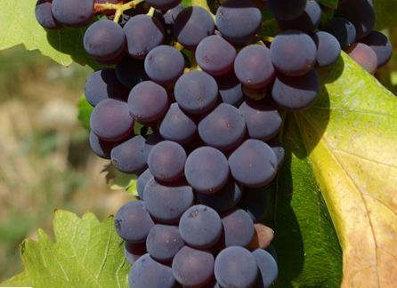 Grenache Wine Grapes, Flavor, Character History Wine Food Pairing Tips