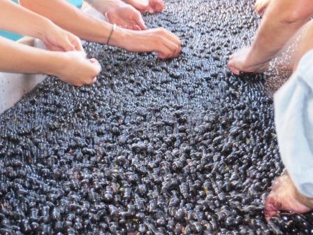 Grenache Wine Grapes