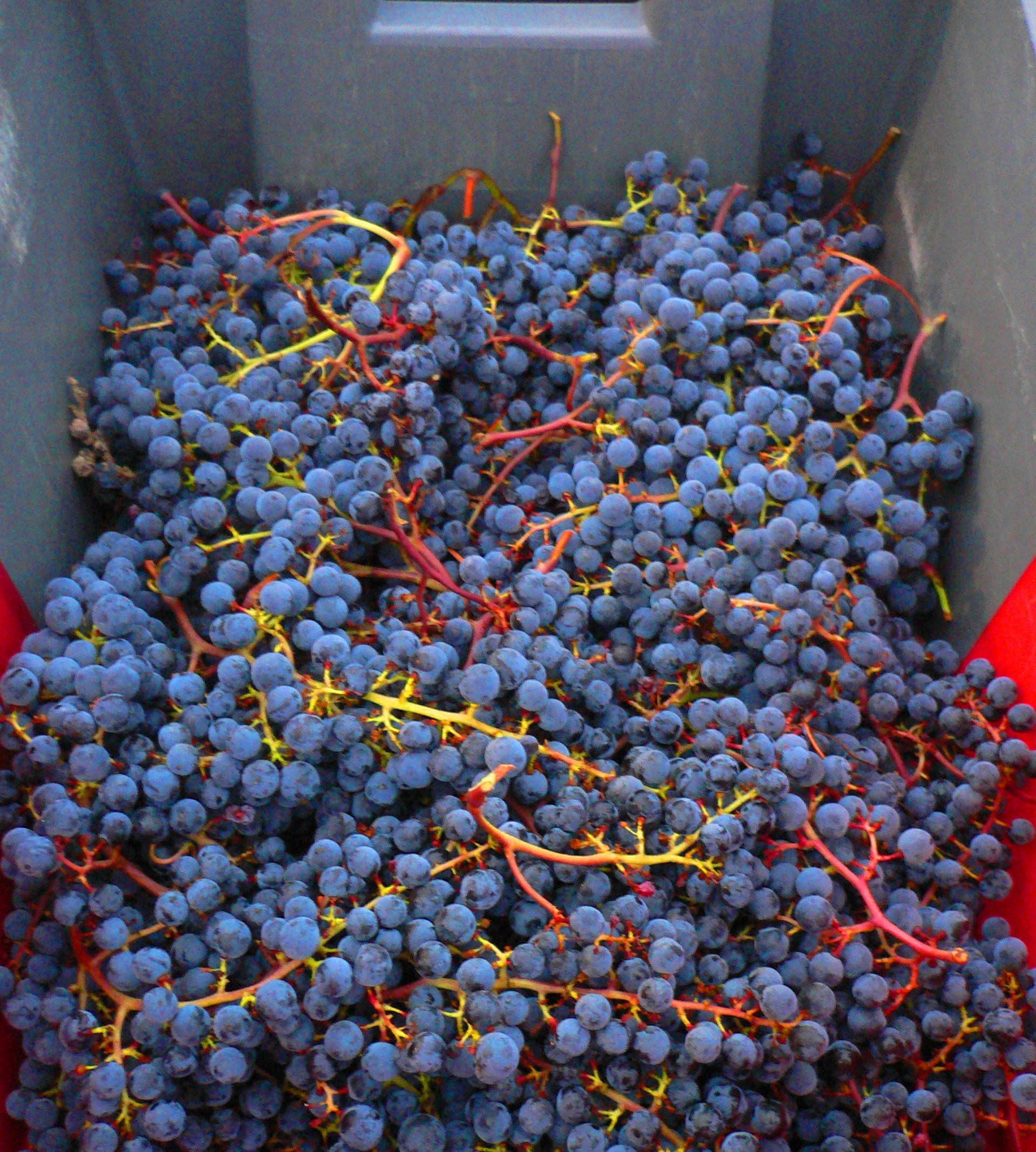 Malbec Wine Grapes, Flavor, Character, History, Wine Food Pairing Tips