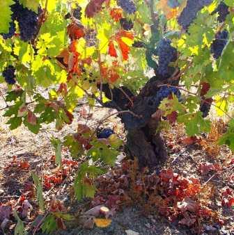 Old Vine Zinfandel