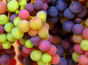 Rhone Grape varietals