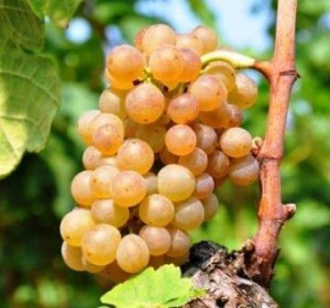 Roussanne Grapes