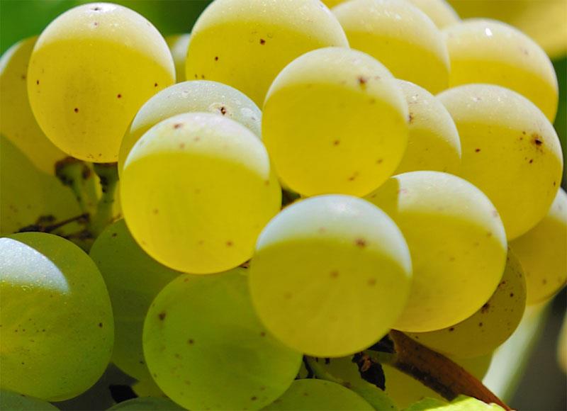 Roussanne Wine Grape The Wine Cellar Insider