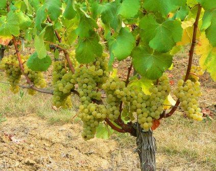 Sauvignon Blanc Wine Grapes Flavor Character History Wine Food Pairing