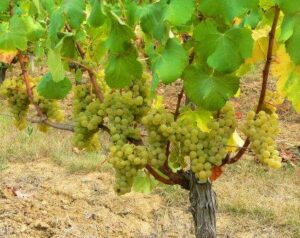 Sauvignon Blanc Wine Grape