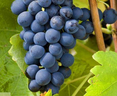 Syrah Wine Grapes, Flavor, Character, History, Wine Food Pairing Tips