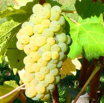 Viognier Wine Grapes (2)