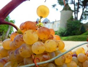 Yquem Semillon grapes