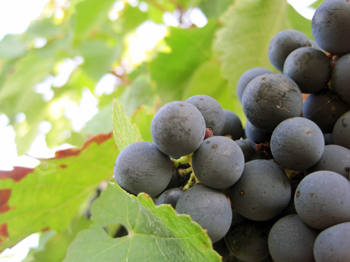 2011 La Cabanne Harvest Pomerol is Complicated