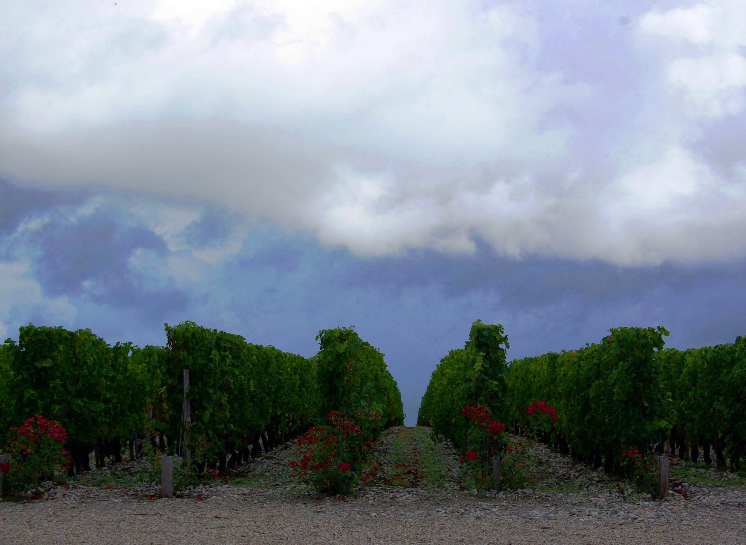 2011 Bordeaux Harvest Massive Storm Slams the Northern Medoc