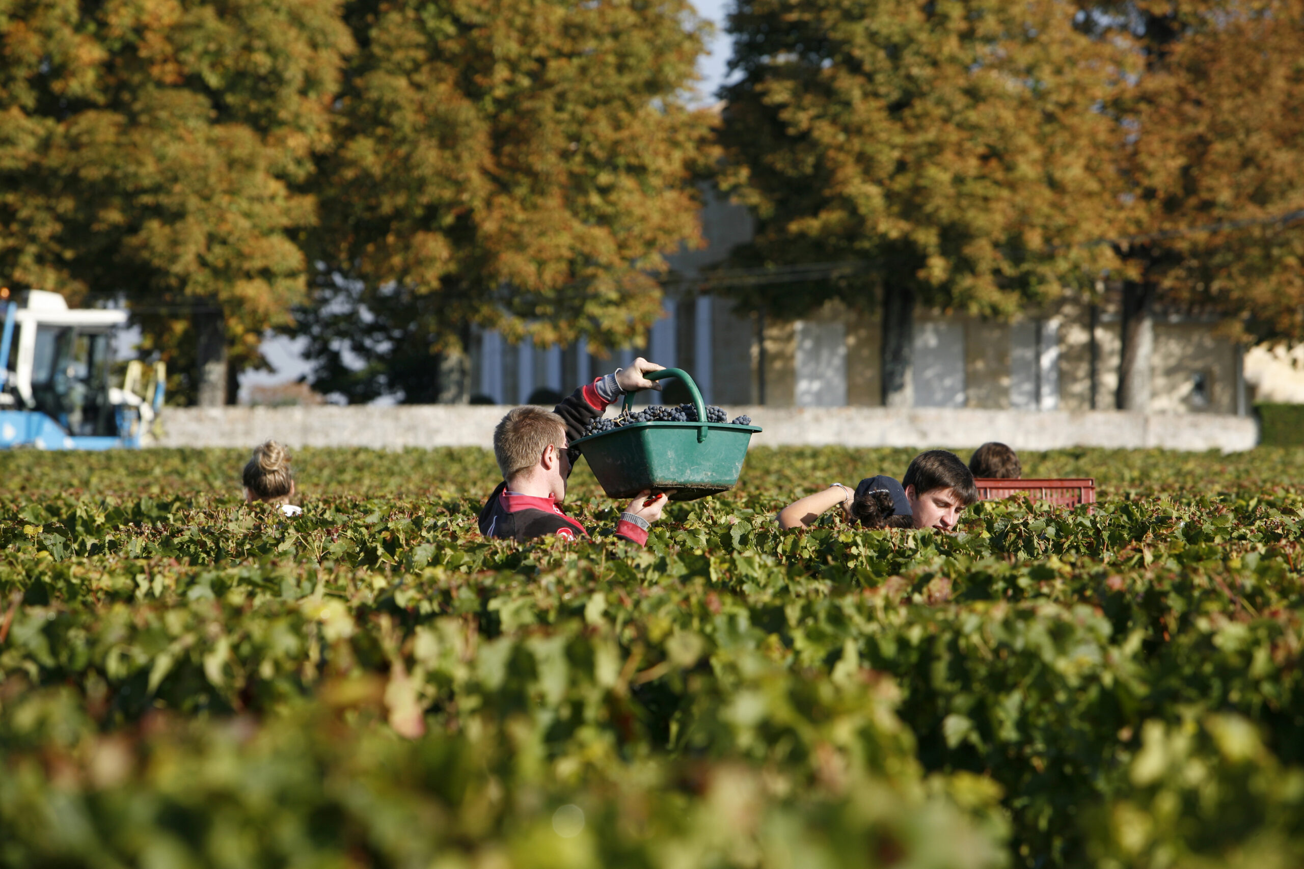 2011 La Conseillante Jean Michel Laporte calls Harvest Opposite of Normal