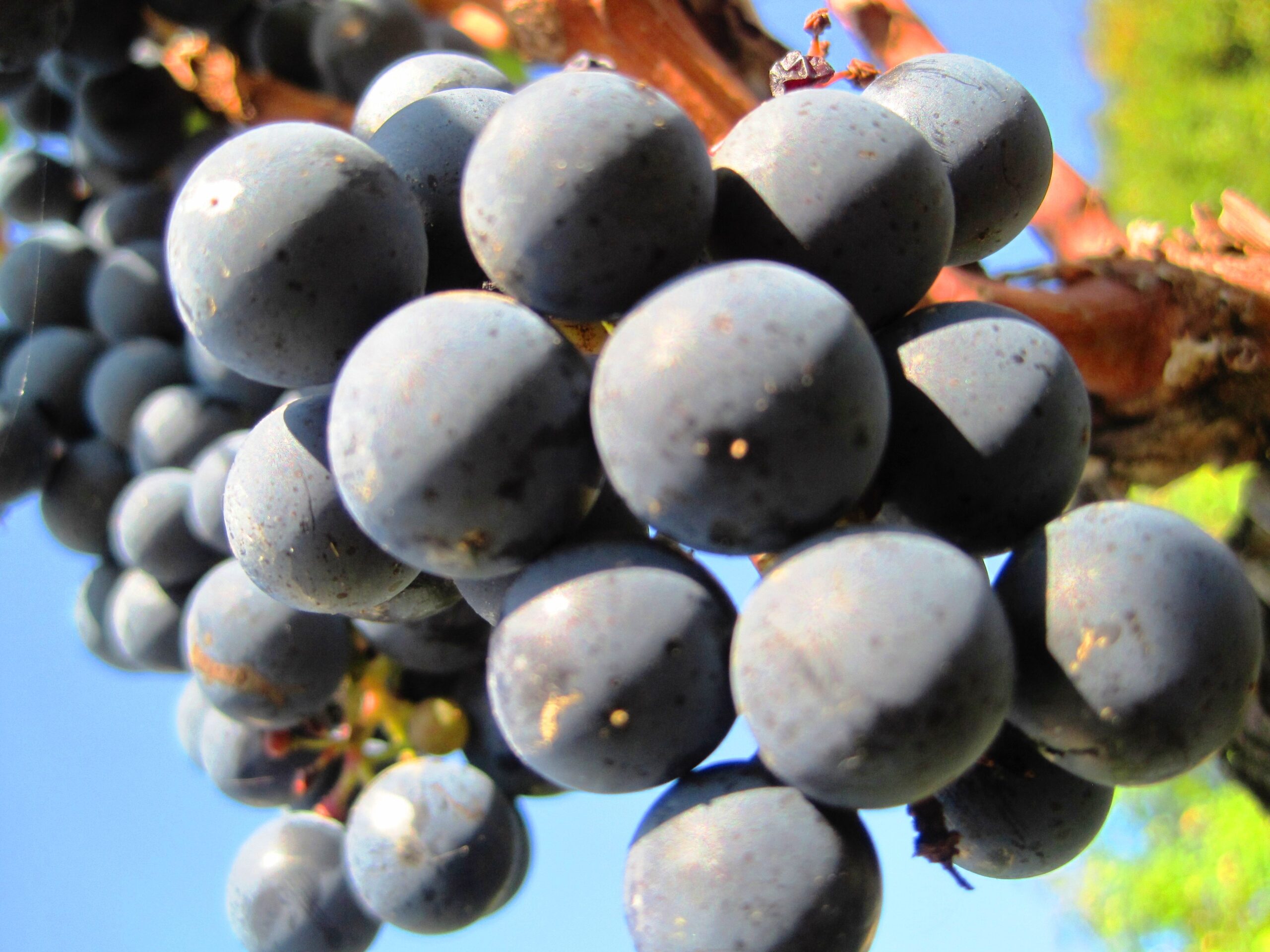 2011 Lafite Rothschild Picking Cabernet Early for the Bordeaux Harvest