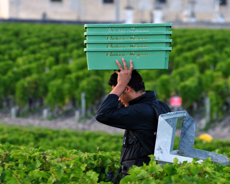 2011 Chateau Margaux Harvest Report from Paul Pontallier