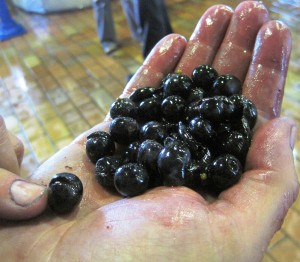 California Wine Grapes