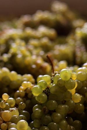 Chardonnay Wine Grapes