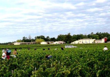 2011 Domaine de Chevalier Bordeaux White Wine Harvest is Underway