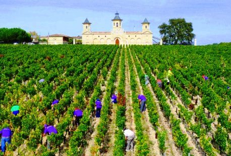 2011 Cos d’Estournel Bordeaux Harvest, Earliest since 1893 says Prats!