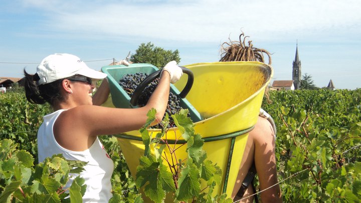 2011 Bordeaux Harvest Biodynamic Estates Picking in Pomerol