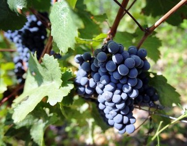 2011 Bordeaux Harvest Liber Pater, 10 hl/ha Yields in Graves