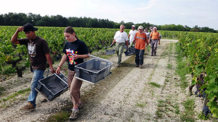 2011 Malartic Lagraviere Harvest is Atypical, says Jean Jacques Bonnie