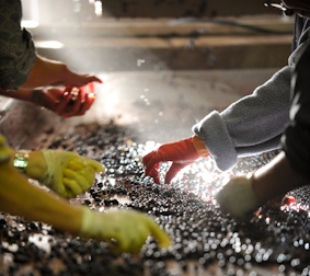 2011 Clos des Jacobins Harvest a sorting vintage in St. Emilion