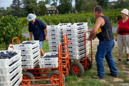 2011 Clos Dubreuil St. Emilion Harvest Brings More Freshness