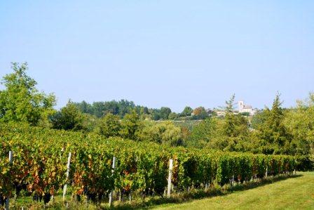 2011 Fleur Cardinale Harvests Late, for 2011 St. Emilion Vintage