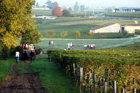 2011 Troplong Mondot Harvest Produces Classic Typical Bordeaux Wine