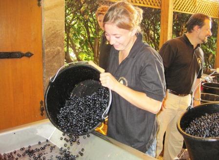 2011 Angelus St. Emilion Harvest,  Hubert de Bouard Interview